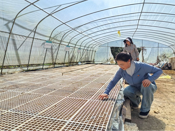 崔廷俊查看辣椒育苗。中國人壽壽險重慶市分公司供圖