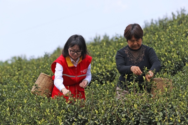 志愿者服務隊隊員們正在茶園采茶。趙勇攝