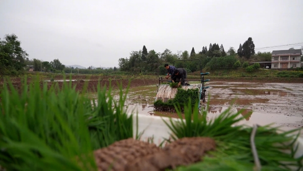沃野田疇春耕忙。大足區(qū)委宣傳部供圖