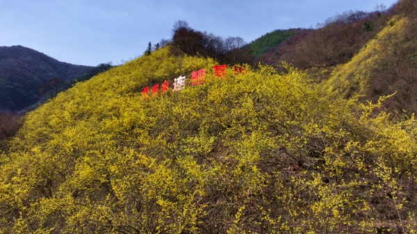 連翹種植基地。冉運(yùn)攝
