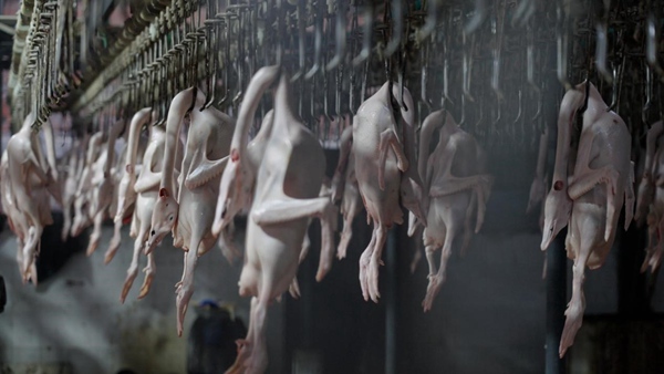 訂單激增，鵝企生產(chǎn)線(xiàn)繁忙。國(guó)網(wǎng)永川供電公司供圖