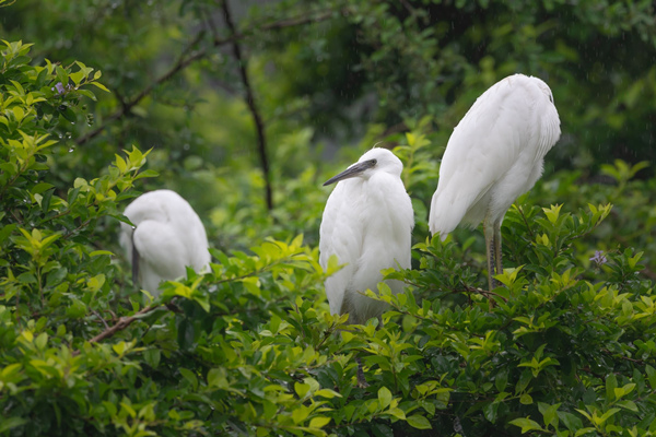 白鷺悠然棲居。重慶理工大學(xué)供圖