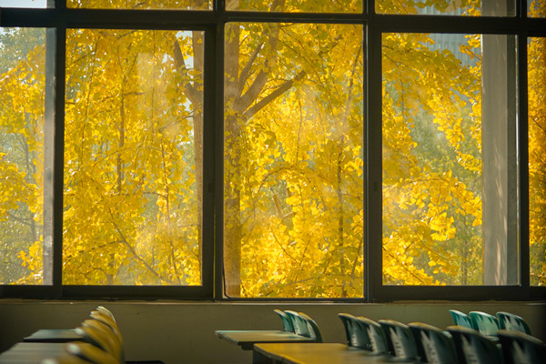 銀杏金輝映窗明。重慶理工大學(xué)供圖