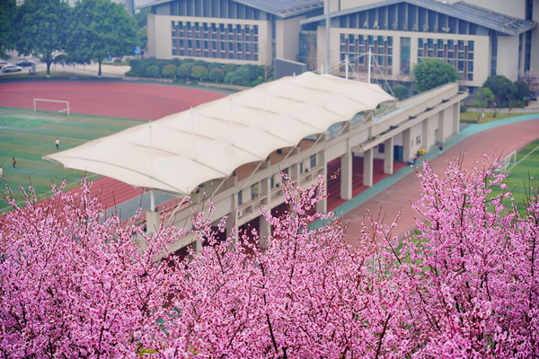 校園美人梅輕舞芳菲。重慶理工大學(xué)供圖