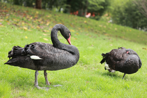 黑天鵝的閑適時(shí)光。重慶理工大學(xué)供圖