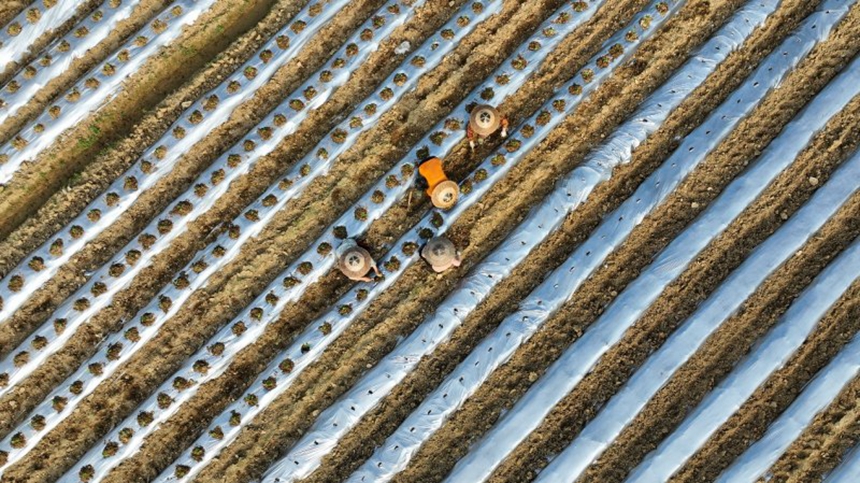 村民栽種辣椒（航拍圖）。胡程攝