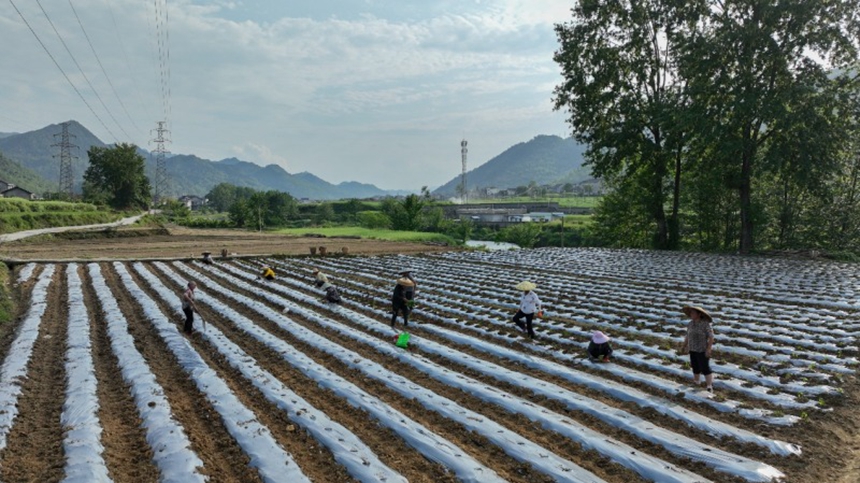 村民在田里有序栽種辣椒。胡程攝