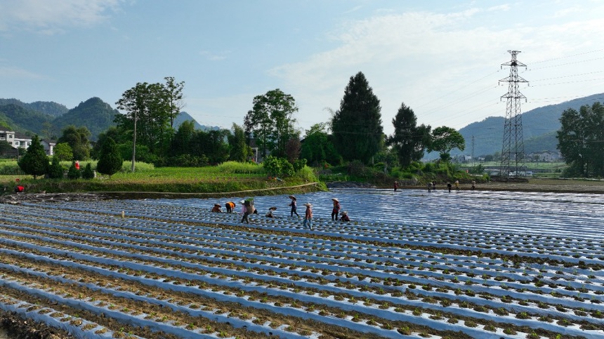 村民正在田里栽種辣椒。胡程攝