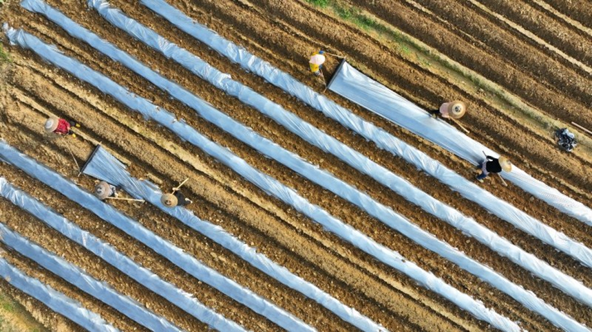 溶溪鎮(zhèn)紅光社區(qū)村民正在田里覆膜。胡程攝