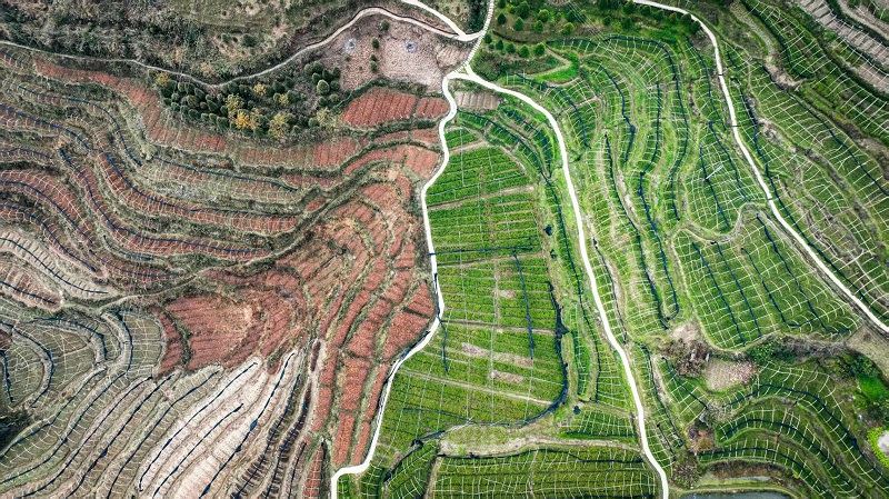 開州區(qū)溫泉鎮(zhèn)樂園村崖柏繁育科研基地。蔡松余攝