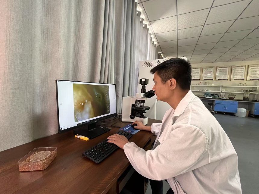 張光箭在實驗室觀察崖柏花蕊。周小平攝