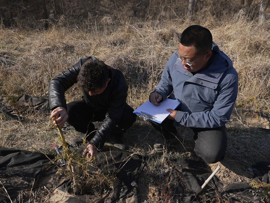 王雷（右）和同事測量崖柏在山東長島的生長情況。受訪者供圖
