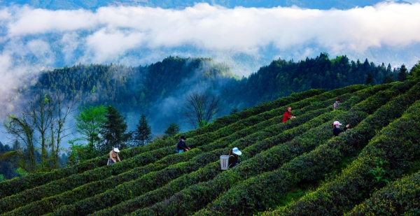 茶農采摘春茶。秀山縣農業(yè)農村委 供圖