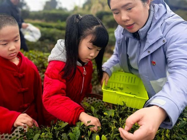 體驗(yàn)采摘茶葉。三官殿幼兒園供圖