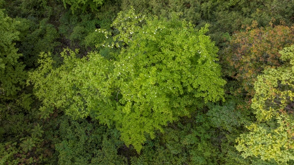 盛花期的珙桐種群在原始植被中很醒目。劉先華攝