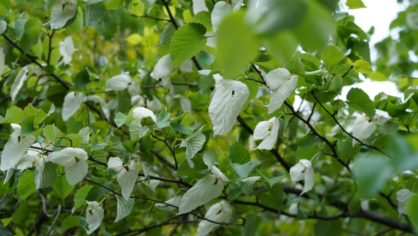 珙桐花期時(shí)，蔥綠的樹(shù)上，仿佛白鴿展翅欲飛，栩栩如生。劉先華攝