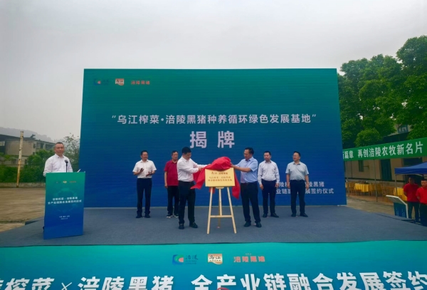 “烏江榨菜·涪陵黑豬種養(yǎng)循環(huán)綠色發(fā)展基地”成立。蔣海濤攝
