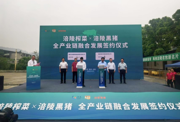“涪陵榨菜X涪陵黑豬”全產(chǎn)業(yè)鏈融合發(fā)展簽約。蔣海濤攝
