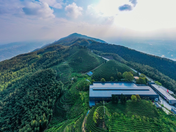 水南竹語位于茶山竹海內(nèi)的有機(jī)茶園。永川區(qū)委宣傳部供圖