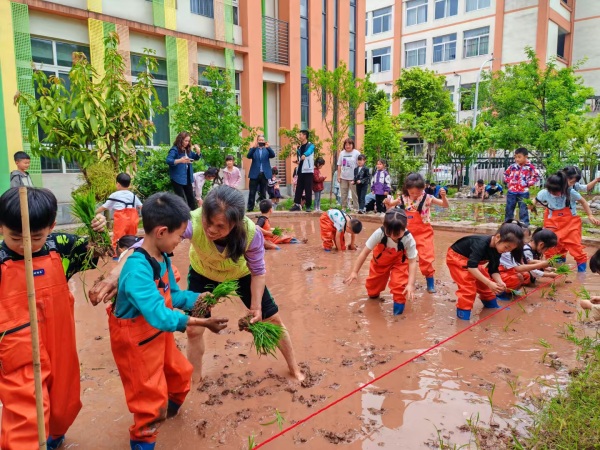 歇馬幼兒園的學(xué)生及家長們在田里栽秧。主辦方供圖
