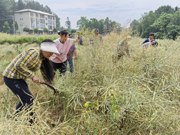 村民收割油菜。謝杰攝