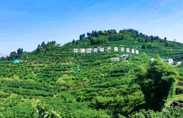 花椒產(chǎn)業(yè)示范基地。江津區(qū)委宣傳部供圖