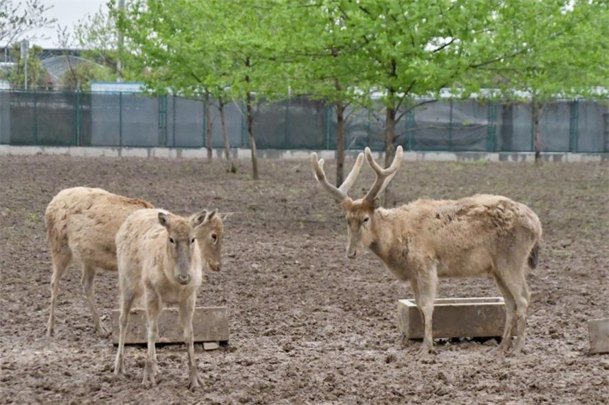 洞庭湖麋鹿苑中的麋鹿們。何佳麗攝