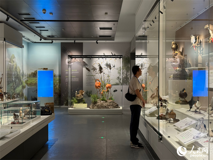 洞庭湖博物館煥新開館。人民網(wǎng)記者 吳茜薇攝