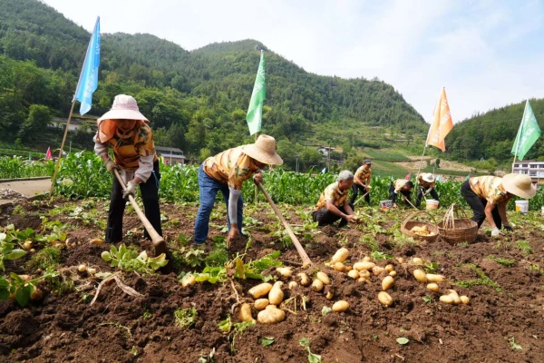 村民正在挖土豆。巫山縣融媒體中心供圖