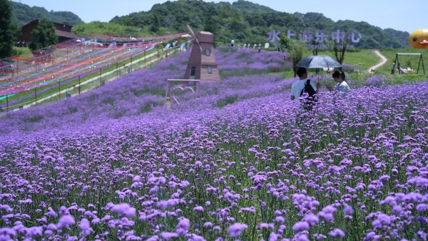 紫色花海。豐都縣委宣傳部供圖