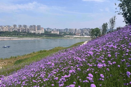 “綠階連江”生態(tài)畫廊。重慶設(shè)計(jì)集團(tuán)有限公司市政設(shè)計(jì)研究院供圖。