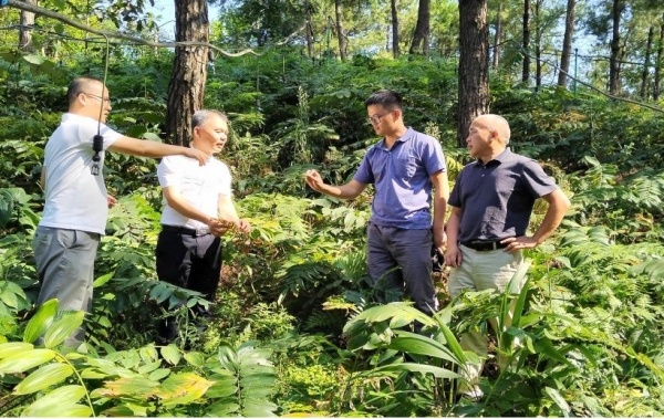 研究所副所長、研究員胡開治開展黃精種植技術指導。重慶市藥物種植研究所供圖