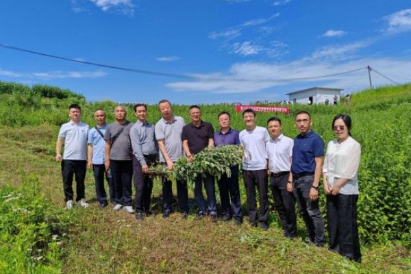 艾草團隊在南川河圖鎮(zhèn)艾草種質資源鑒定與首期采收活動現場。重慶市藥物種植研究所供圖