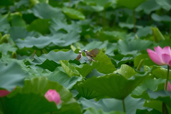 荷花綻放。郭旭攝