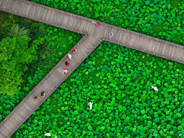 荷花綻放。郭旭攝