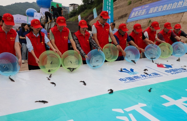 志愿者放生魚苗。譚啟云攝