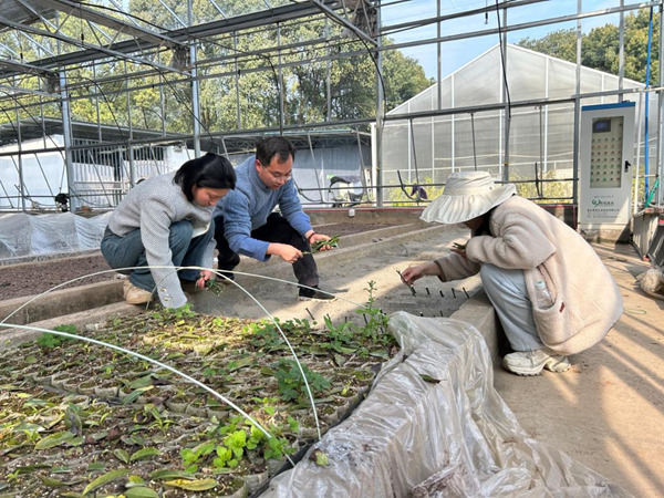 科研團(tuán)隊(duì)開(kāi)展“千年紅豆樹(shù)”扦插試驗(yàn)。重慶市林業(yè)局供圖