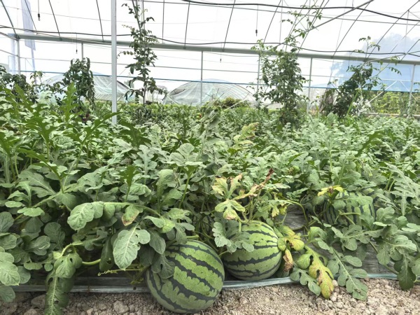 五間西瓜長勢喜人。徐雯瑄攝