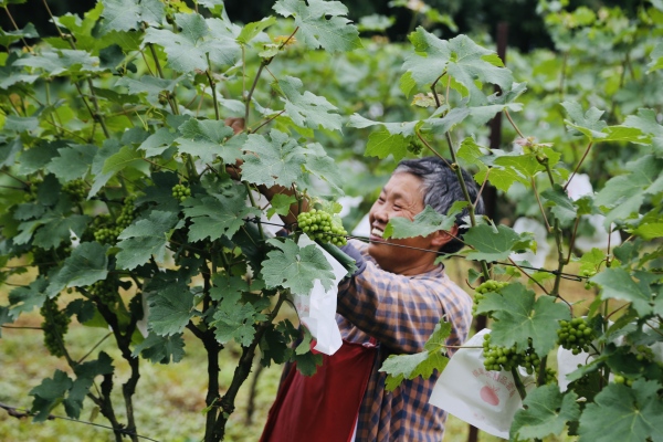 村民在為葡萄套袋。景區(qū)供圖