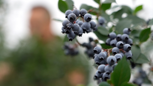 藍莓進入了采摘季。大足臺供圖