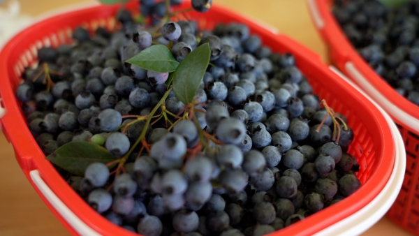 藍莓果實飽滿。大足臺供圖