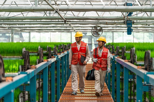 電力員工巡檢育秧工廠用電設備。國網(wǎng)重慶永川供電公司供圖