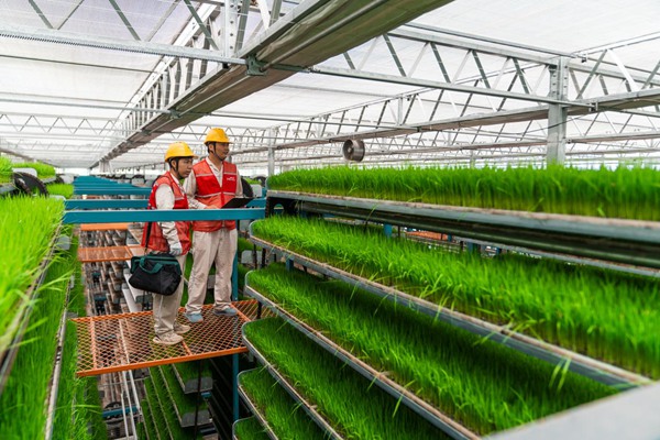 電力員工對育秧工廠用電設備數(shù)據(jù)進行記錄。國網(wǎng)重慶永川供電公司供圖