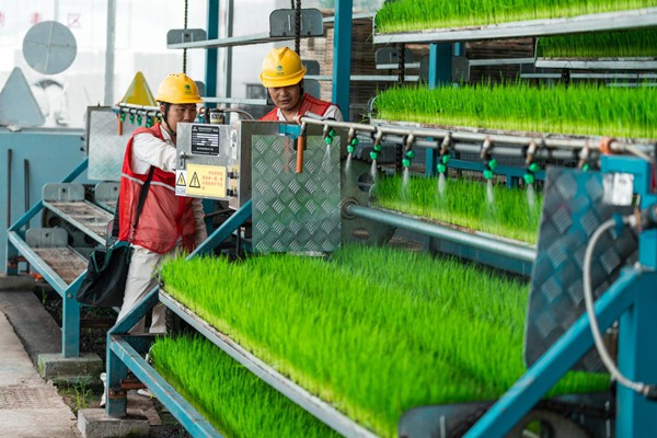 電力員工對育秧工廠用電設備進行安全檢查。國網(wǎng)重慶永川供電公司供圖