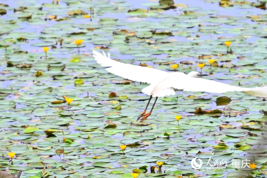 白鷺飛翔在長滿荇菜的湖面上。人民網(wǎng) 鄒樂攝