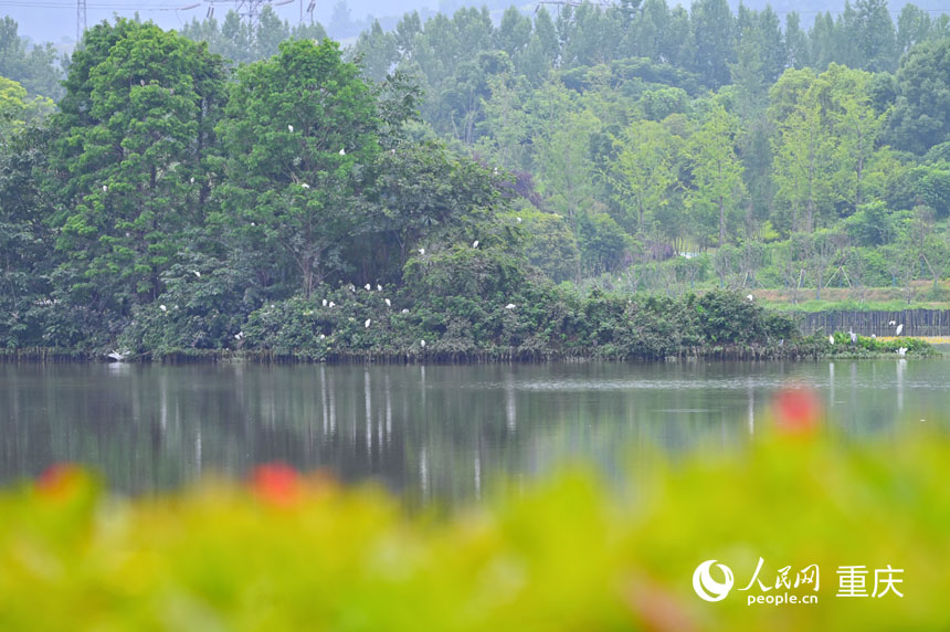 優(yōu)良的生態(tài)環(huán)境吸引眾多鳥類棲息。人民網(wǎng) 鄒樂攝