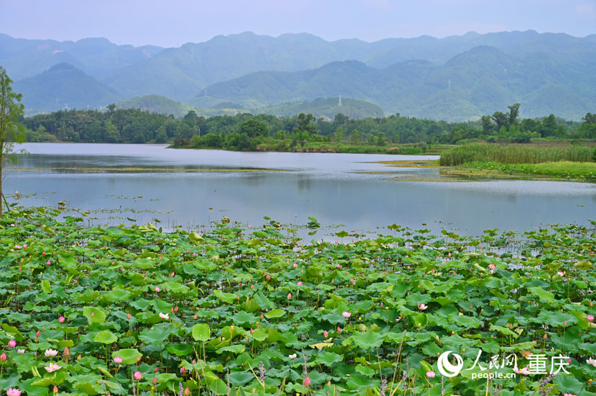 遠(yuǎn)山、荇菜、青荷相映成趣。人民網(wǎng) 鄒樂攝