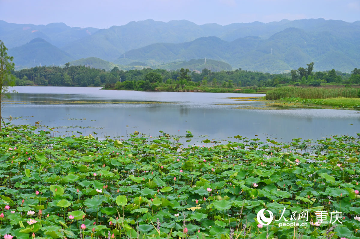 遠(yuǎn)山、荇菜、青荷對(duì)應(yīng)成趣。人民網(wǎng) 鄒樂攝