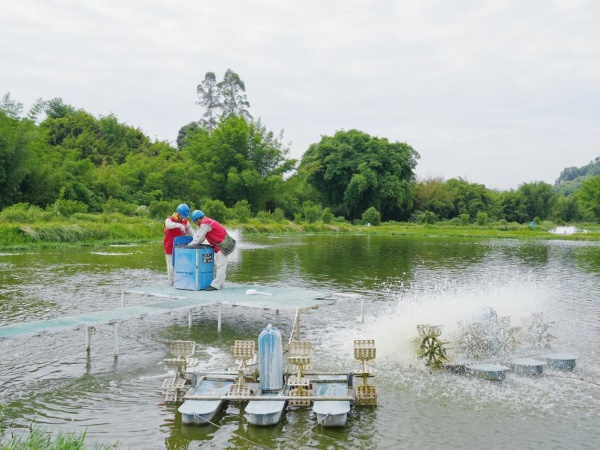 國(guó)家電網(wǎng)重慶電力（綦江綜合）紅巖共產(chǎn)黨員服務(wù)隊(duì)隊(duì)員在石角鎮(zhèn)現(xiàn)代化養(yǎng)殖基地檢查投料機(jī)控制器線路運(yùn)行狀況。袁巧攝
