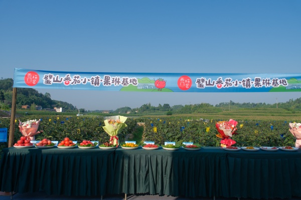 鮮艷清甜的番茄擺上展臺(tái)?；顒?dòng)主辦方供圖